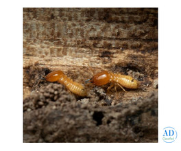 Best Termite Exterminator in Karachi