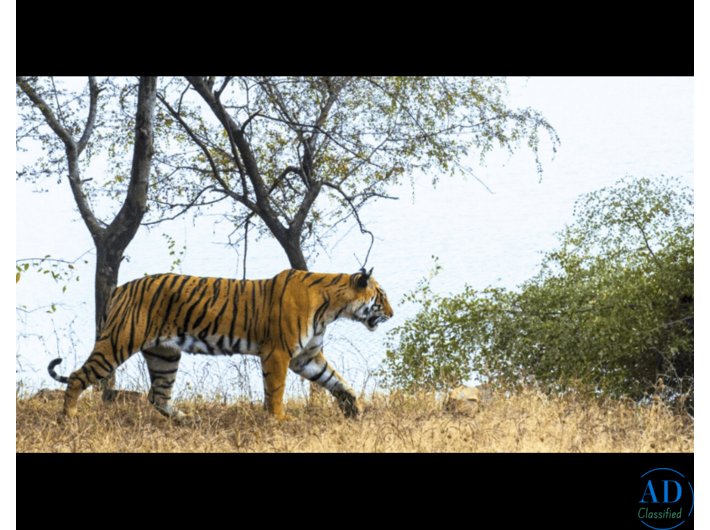 Sariska Online Booking | Government Jeep Safari