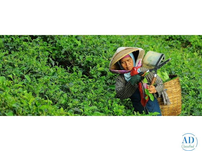 Best Luxury Hotels in Sri Lanka for a Premium Beach & Nature Holiday