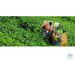 Best Luxury Hotels in Sri Lanka for a Premium Beach & Nature Holiday