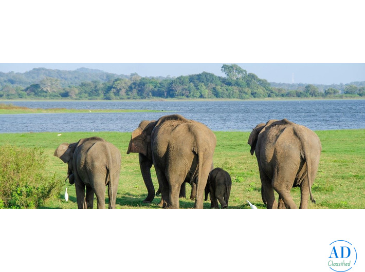 Best Luxury Hotels in Sri Lanka for a Premium Beach & Nature Holiday