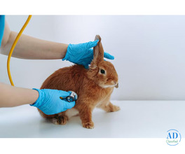 Small Pets Grooming in Ghaziabad