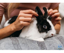 Small Pets Grooming in Kochi
