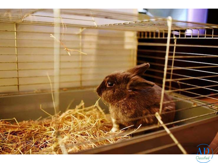 Small Pets Hostel In Ghaziabad