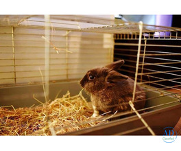 Small Pets Hostel In Ghaziabad