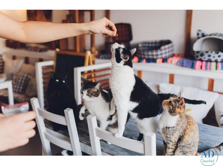 Cat Hostel in Ghaziabad