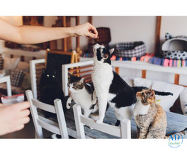 Cat Hostel in Ghaziabad