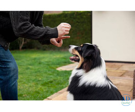 Dog Training in Bangalore
