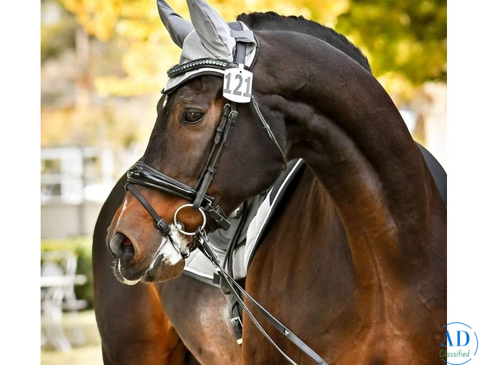 Racing Horses Excellence Through Strength, Speed & Care