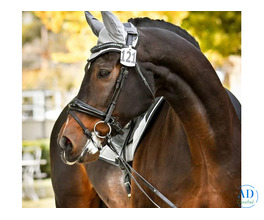 Racing Horses Excellence Through Strength, Speed & Care