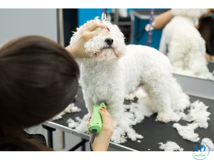 Dog Grooming in Bangalore
