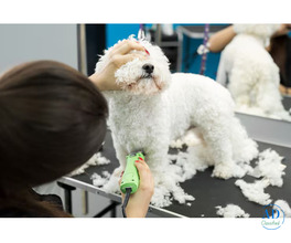 Dog Grooming in Bangalore