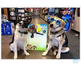 Pet Shop and Grooming Salon Hauz Khas South Delhi – The Ultimate Guide to Premium Pet Care