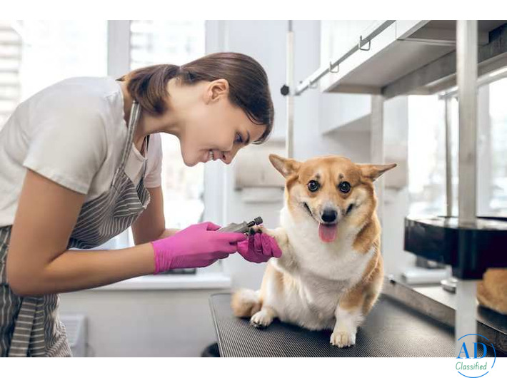 Professional Pet Groomer in Green Park South Delhi – Complete Guide to Stress-Free Pet Grooming
