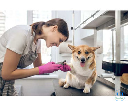 Professional Pet Groomer in Green Park South Delhi – Complete Guide to Stress-Free Pet Grooming