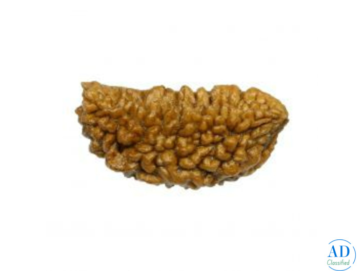 Premium 1 Mukhi Rudraksha – Original, Rare & Energized Bead