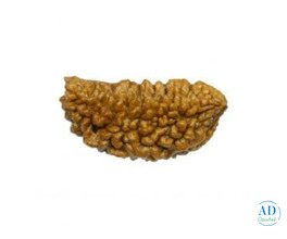 Premium 1 Mukhi Rudraksha – Original, Rare & Energized Bead