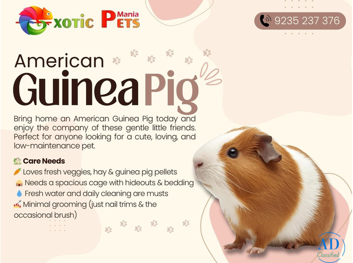 Buy American Guinea Pig – Perfect Pet for Families
