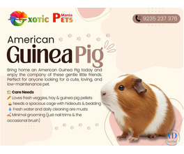 Buy American Guinea Pig – Perfect Pet for Families