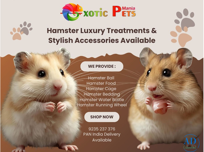 Syrian Hamsters, Cage, Wheel & Food – All in One Place