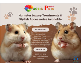 Syrian Hamsters, Cage, Wheel &amp; Food – All in One Place