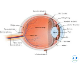 Experienced Eye Surgeon in Andul Howrah – Dristipath Eye Hospital