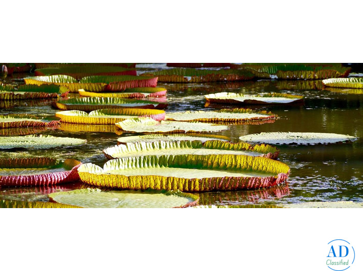 Book Luxury Hotels in Mauritius – Premium Beach Resorts & Villas