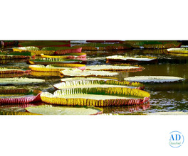 Book Luxury Hotels in Mauritius – Premium Beach Resorts & Villas