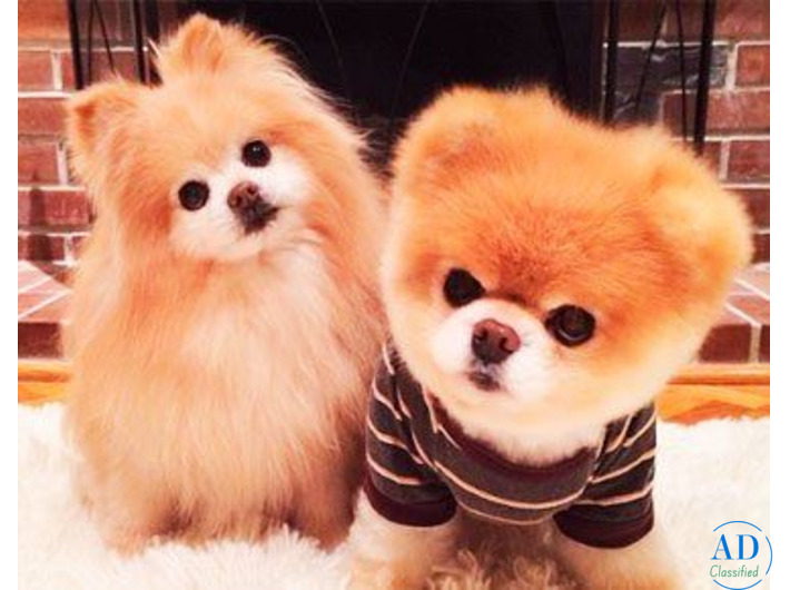 Residential & Commercial Carpet Cleaning service in San Francisco Bay Area