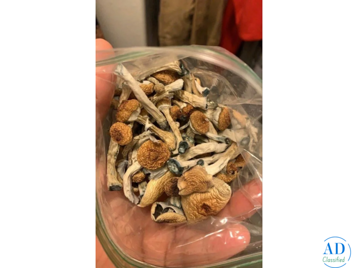 Gold Cap Mushrooms: What Makes Them Stand Out