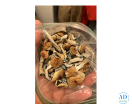 Gold Cap Mushrooms: What Makes Them Stand Out