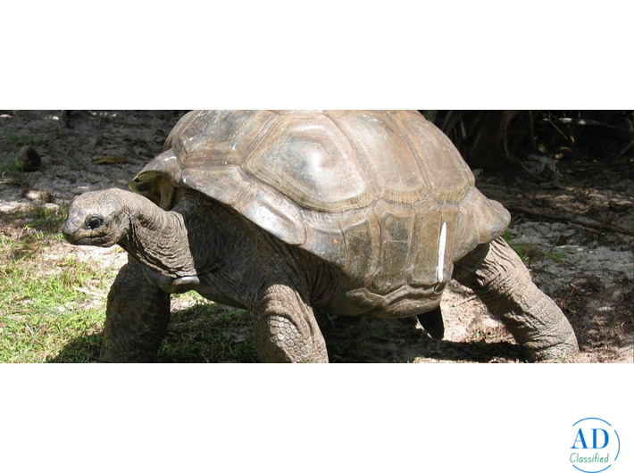 Seychelles Luxury Resorts for Honeymoon & Premium Holidays