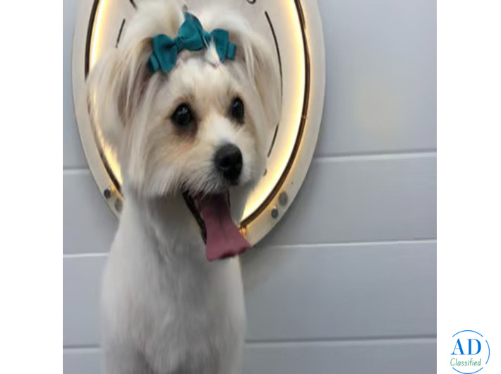 Fluffy Tails - Mobile Pet Grooming in Doha, Qatar