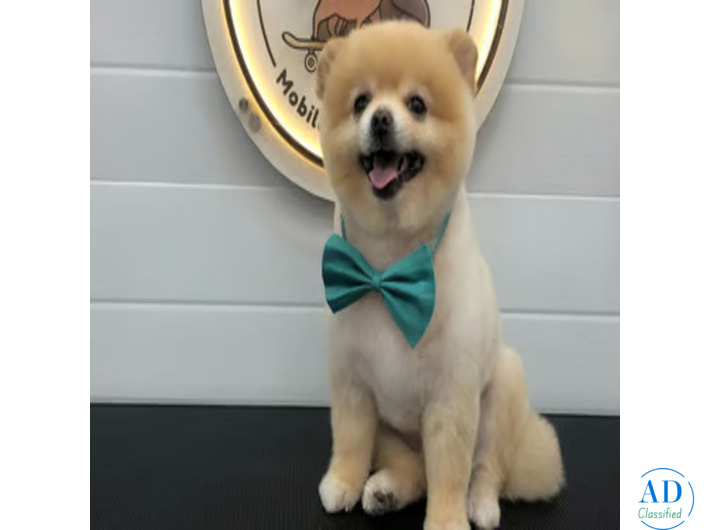 Fluffy Tails - Mobile Pet Grooming in Doha, Qatar