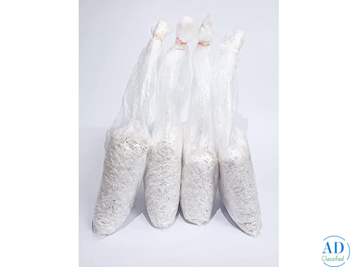 Premium Oyster Mushroom Spawn: Strong Mycelium for Growing Mushrooms That Work