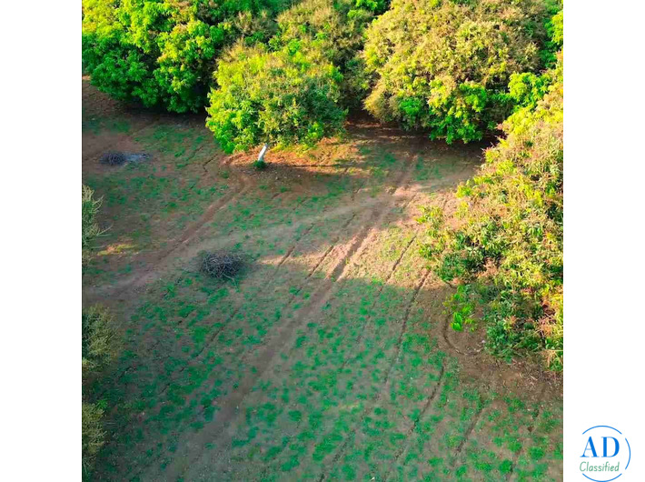 5.25 Acres Mango Farm for Sale
