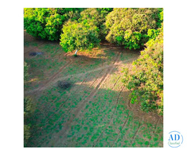 5.25 Acres Mango Farm for Sale