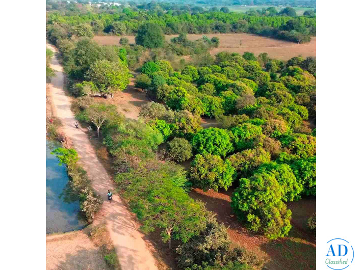 5.25 Acres Mango Farm for Sale