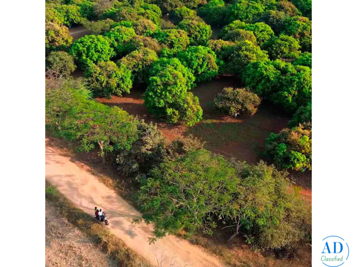 5.25 Acres Mango Farm for Sale