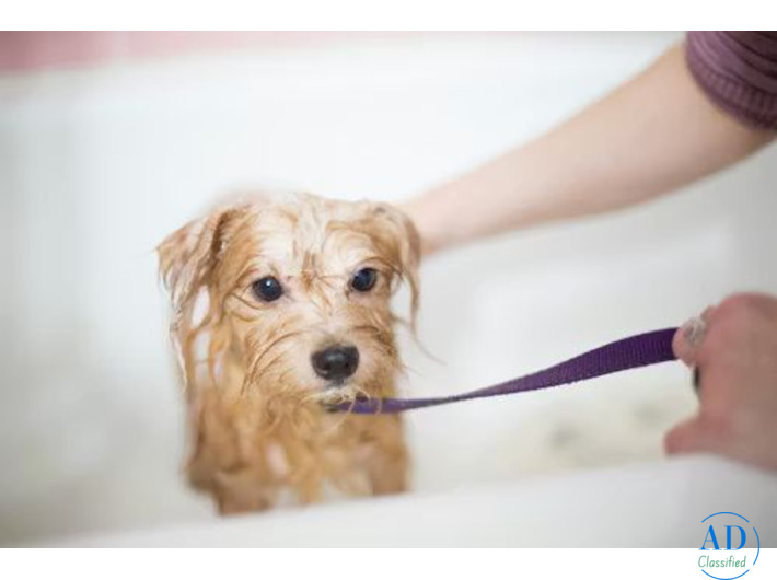 Dog Grooming in Nagpur