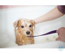 Dog Grooming in Nagpur