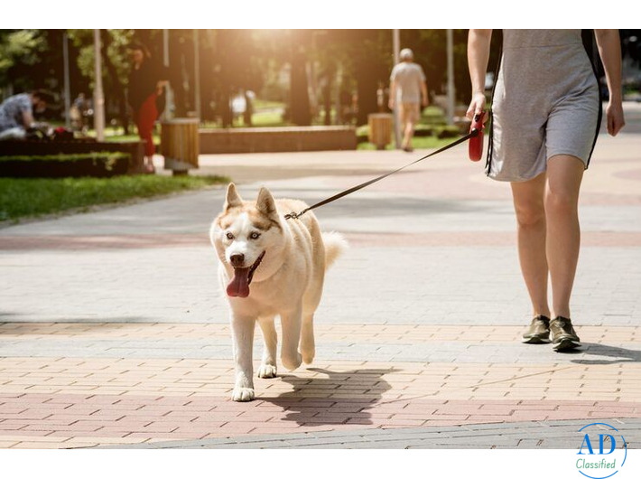 Dog Walkers in Bhubaneswar