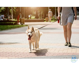 Dog Walkers in Bhubaneswar