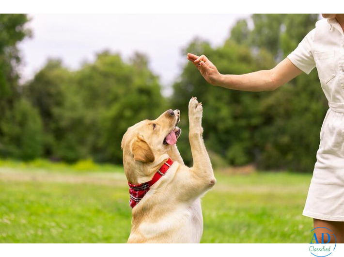 Dog Training in Nagpur