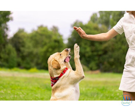 Dog Training in Nagpur