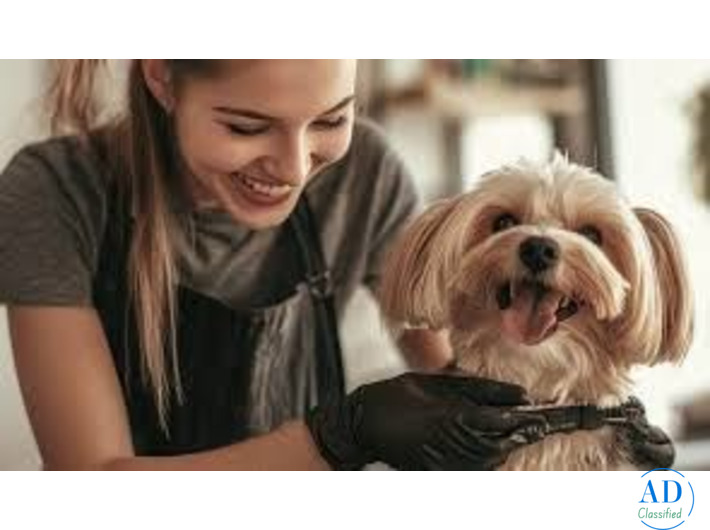 Find the Best Pet Groomer in South Extension South Delhi