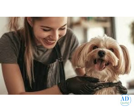 Find the Best Pet Groomer in South Extension South Delhi