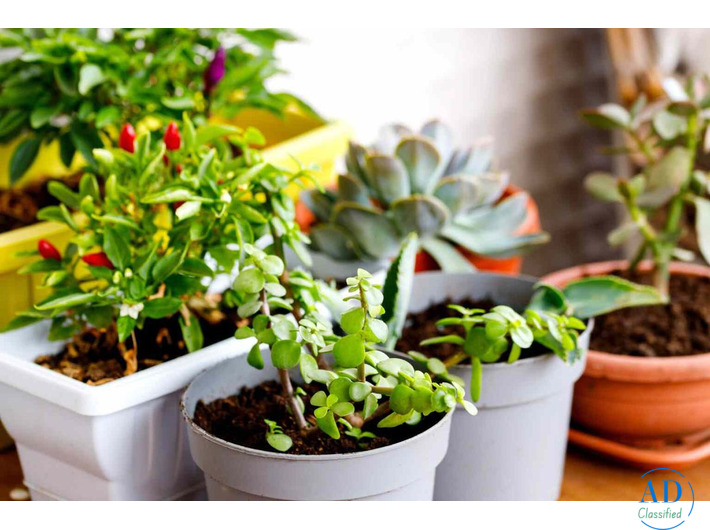 Refresh Your Space with These Easy Houseplant Ideas