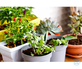 Refresh Your Space with These Easy Houseplant Ideas