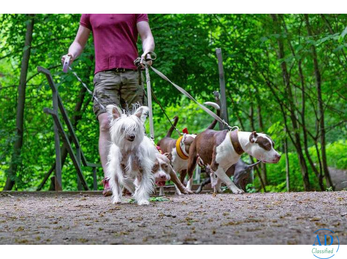 Dog Walking Services in Bangalore